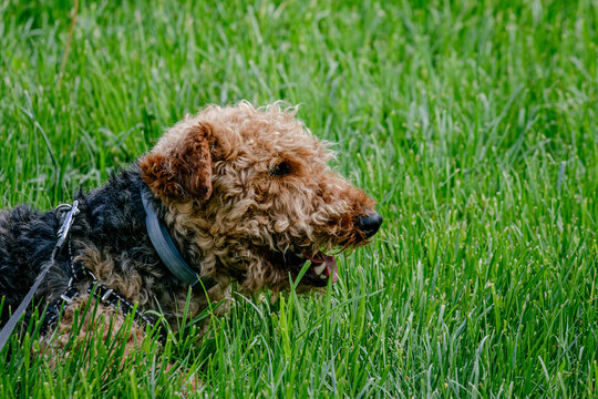 Cute Domestic Dog Portrait in Natural Light