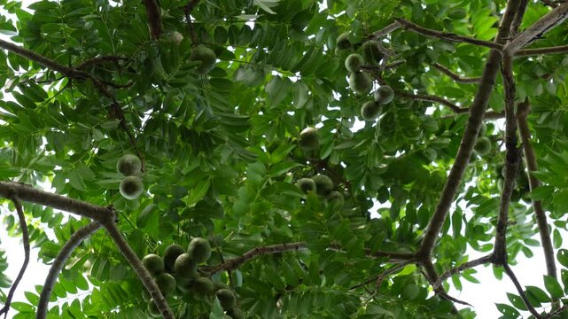 Hog Plum Tree Canopy with Dense Green Leaves and Round Fruits