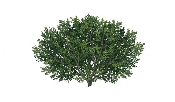 Realistic Juniper Shrub Cutout Vector Illustration Isolated on White Background