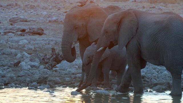 Etosha National Park, Namibia, a family of African elephants drink from a waterhole at sunset.