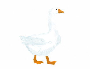 Digital painting of a white domestic goose isolated on white background © Marselina