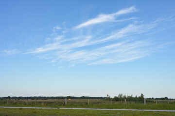 Wispy white cirrus clouds drift across a vibrant blue sky above a flat green horizon and distant treeline. © Rogier van Bunnik