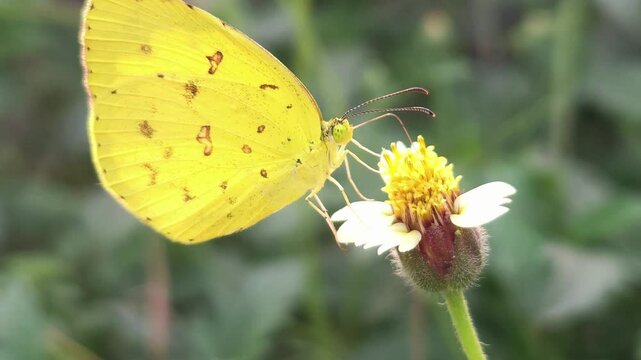 Yellow Butterfly Feeding, Macro Close Up Pollinator Collecting Nectar in Natural Habitat, Wildlife Insect, Spring Meadow, Biodiversity