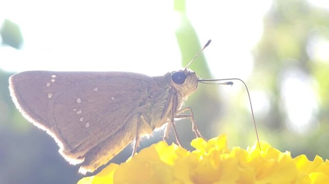 Brown skipper butterfly (Family: Hesperiidae) feeding on nectar from a vibrant yellow flower in a natural garden. The image highlights the butterfly's large compound eyes, coiled proboscis, fuzzy body