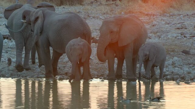 Etosha National Park, Namibia, a herd of African elephants drink from a waterhole at sunset.