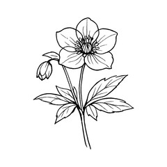 Fototapeta premium PNG Elegant botanical line art flower