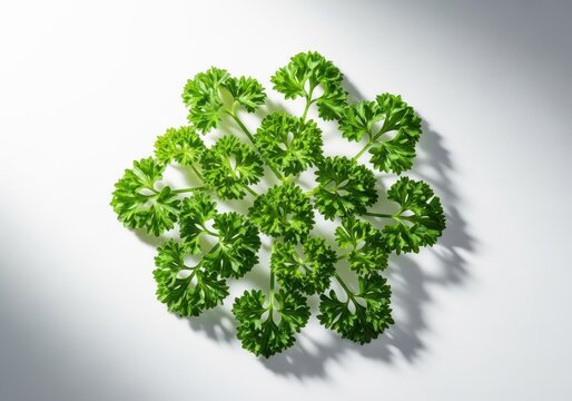 Very fresh, vibrant green curly parsley sprigs arranged cheerfully, celebrating flavor, culinary joy, and healthy cooking, ingredient, greenery, highkey