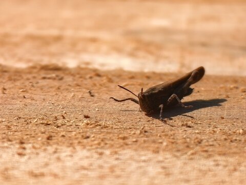 Macro photograph of a brown grasshopper sitting on a textured sandy surface. Close-up profile view of a small orthopteran insect in nature with shallow depth of field.