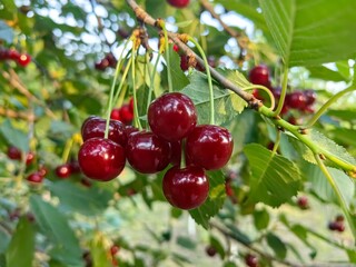 Ripe red sour cherries hanging on a cherry tree branch with green leaves. Fresh organic fruits in a sunlit orchard in summer. © Milje Ivan
