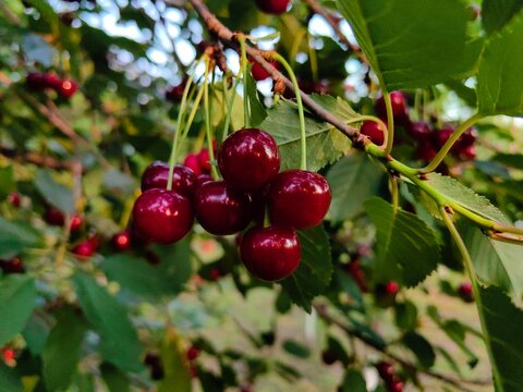 Ripe red sour cherries hanging on a cherry tree branch with green leaves. Fresh organic fruits in a sunlit orchard in summer.