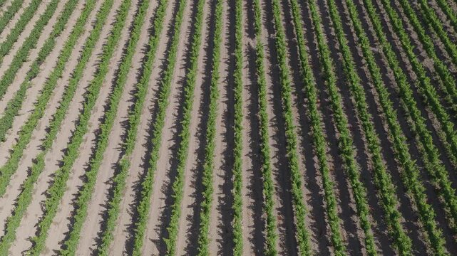 Perfectly aligned green vine rows casting deep long shadows in a geometric vineyard pattern