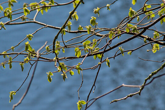 hazel twigs with sunny sprouting green spring leafs, selective focus on a blue bokeh water background 