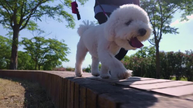 White bichon frise dog walking on a ledge in a park