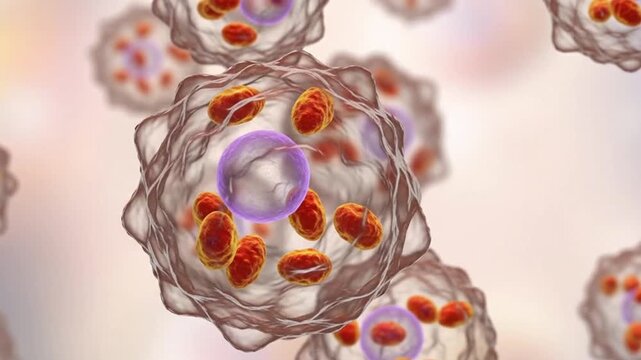 Leishmania amastigotes in macrophage, 3D animation showing intracellular round amastigote forms within human macrophages, characteristic of visceral and cutaneous leishmaniasis.