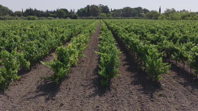 Ground level view down a dirt path between rows of green vines in a vast vineyard