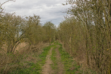 Fototapeta premium hiking trail along bare trees and reed in Groot Rietveld park Kalo, Antwerp, Flanders, Belgium 