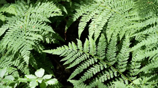Green fern fronds waving gently in a sunny forest
