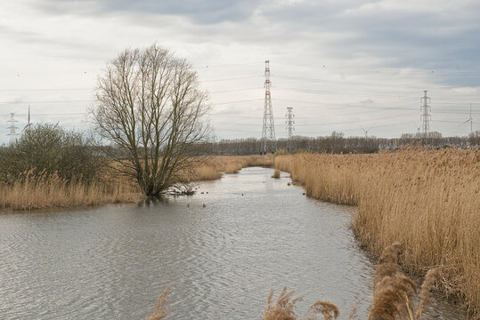 creek in a marsh with reed and electricity pylons in the background in Groot Rietveld nature reserve, Kalo, Antwerp, Flanders, Belgium 