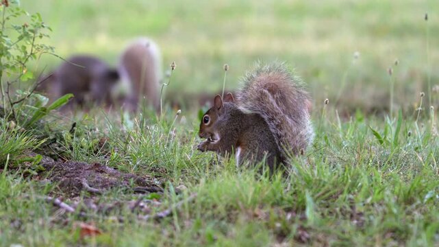 An eastern gray squirrel with an exceptionally fluffy raised tail nibbles food held in its paws while crouched low in green grass in this detailed close-up wildlife photograph.