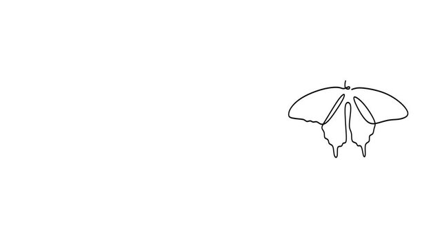 Animated self drawing of continuous line draw. Butterflies. Full length one line animation. 4K 