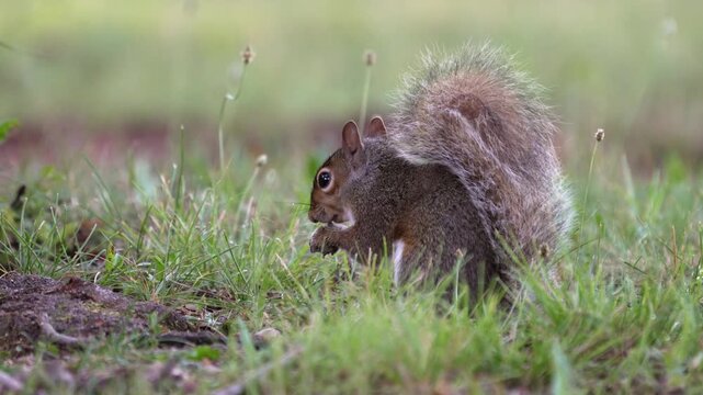 An eastern gray squirrel with an exceptionally fluffy raised tail nibbles food held in its paws while crouched low in green grass in this detailed close-up wildlife photograph.