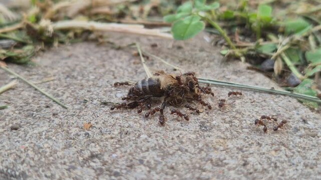 A group of ants fatally attack a honey bee