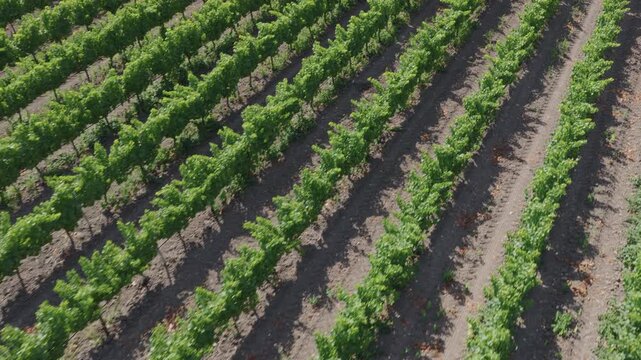High drone perspective of long curving vineyard rows with deep shadows on sandy soil