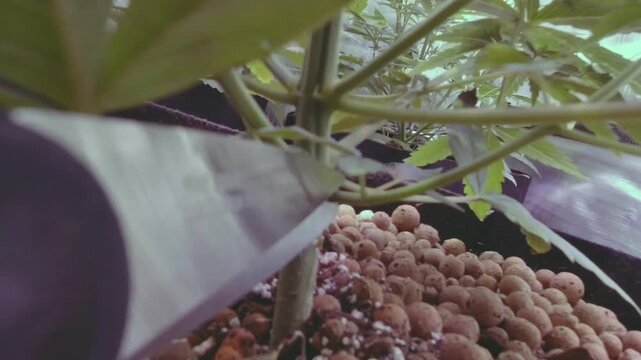 Extreme close up low angle view shows a shiny metal pruning blade slicing through a lower branch to trim a cannabis plant growing in a fabric pot filled with round clay pebble hydroponic medium inside