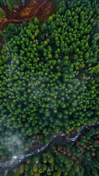 Flight above the pine tree tops growing in the woods of Mount Rainer national Park, Washington State, the USA. Wavy river and tourist trails cross the landscape. Vertical video