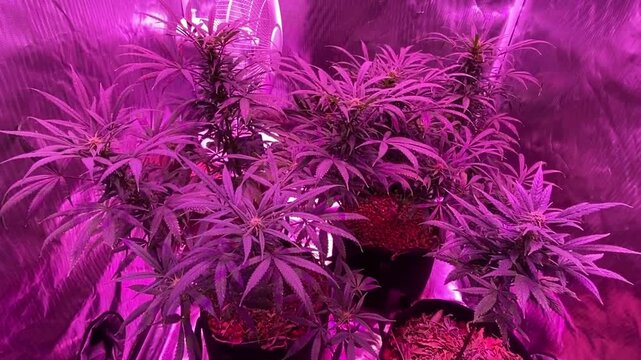 Video perspective starts on the upper reflective mylar walls of an indoor grow tent and slowly tilts down to reveal multiple mature cannabis plants growing in black fabric pots, accompanied by a small