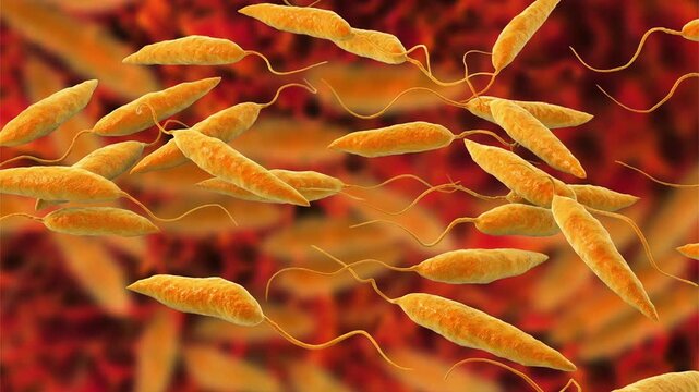 Leishmania promastigotes, 3D animation showing elongated flagellated protozoa in the promastigote stage, transmitted by sandflies and responsible for leishmaniasis in humans.