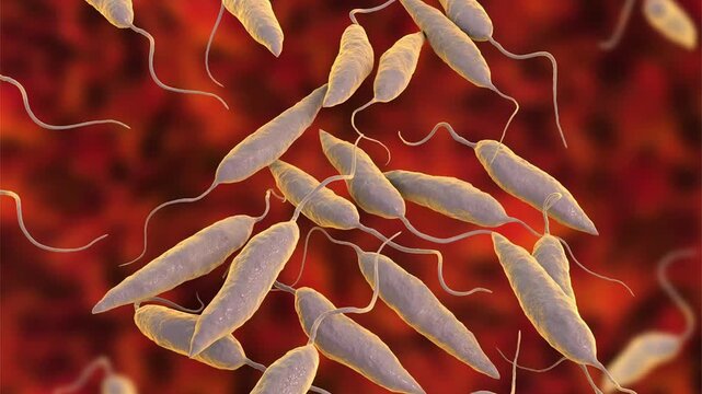 Leishmania promastigotes, 3D animation showing elongated flagellated protozoa in the promastigote stage, transmitted by sandflies and responsible for leishmaniasis in humans.