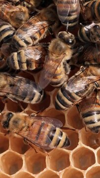 Honey Bees working on honeycomb close-up shot. Vertical video.