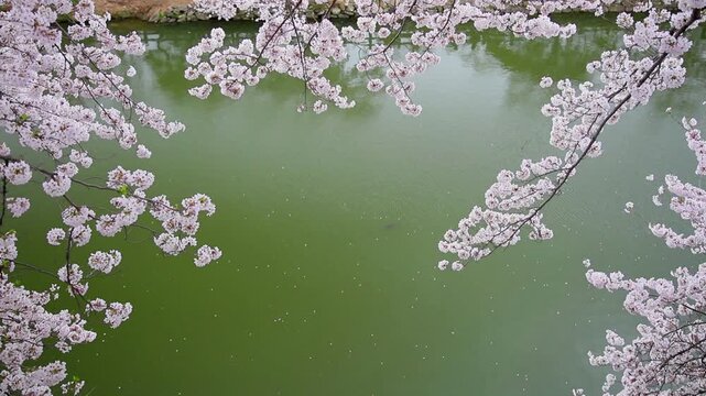 姫路城の濠に咲いた桜