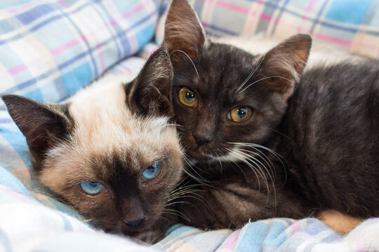 Two adorable kittens cuddling together on a soft plaid blanket, Siamese and black cat showcasing cute expressive eyes and fluffy fur, captured in a cozy indoor home environment