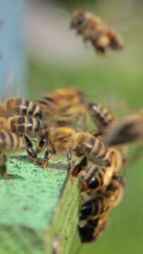 Vertical video Honey bees fly near a beehive.