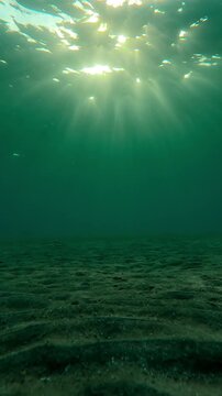 Vertical footage, Sandy seabed covered with Smooth ribbon seagrass, Cymodocea rotundata in the morning light, Forward movement over seabed in sunburst at sunrise