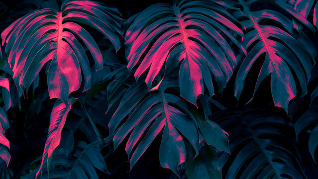 Neon leaf background, Tropical monstera leaves in blue and pink colors