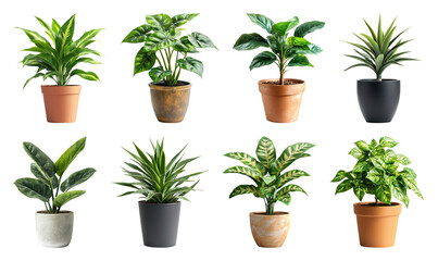 Fototapeta premium PNG Vibrant potted plants collection on transparent background