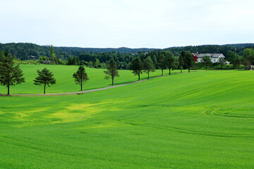 Fototapeta premium Farm