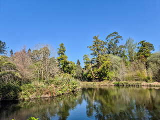 Fototapeta premium Serene pond with reflected trees under blue sky