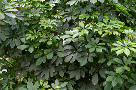 Lush green foliage of Schefflera arboricola, dwarf umbrella tree, growing in a tropical garden. Natural leaf texture, dense greenery background, fresh botanical pattern with vibrant healthy leaves.