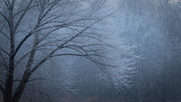 winter landscape with bare tree branches covered in frost and mist