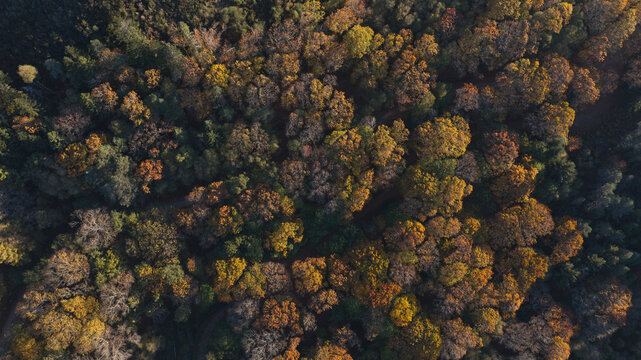 Aerial view of a dense native oak forest displaying vibrant autumn colors with shades of orange, yellow, and green in Portugal.