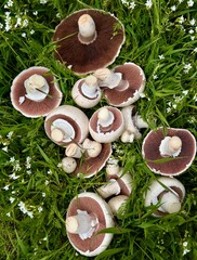 A collection of freshly picked wild agaricus campestris mushrooms with pink and brown gills lying on green grass with small white flowers. © Baa