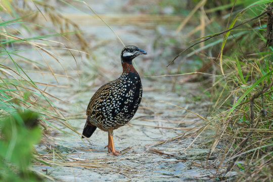 Black Francolin (Francolinus francolinus) close-up shots in its natural habitat. This striking gamebird is recognized by its bold black plumage, white facial markings, chestnut collar