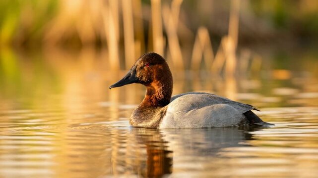 canvasback duck floating close up at golden light north american wetland video