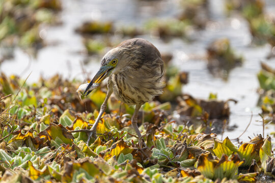 Indian Pond Heron hunting for food in shallow water. This wildlife photo captures the bird catching prey with patience and precision in its natural wetland habitat. Perfect for wildlife, bird, nature,