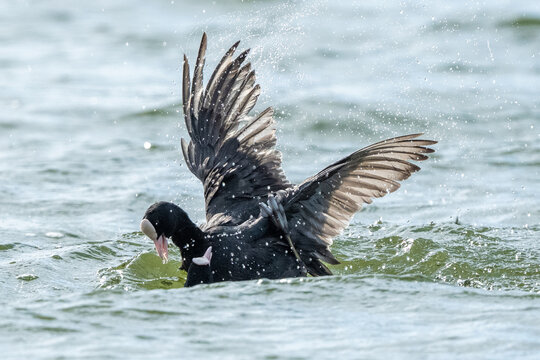 Aggressive Coot Birds Are Attacking