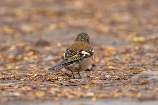 Finch Walking On Pathway
